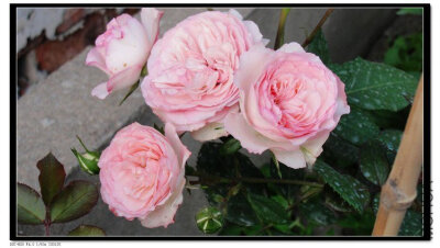 微型伊甸玫瑰（MINI EDEN ROSE）——法国 培育：2009年法国梅兰国际， Meilland International 类别：微型月季Miniature. 粉红色。双瓣形式。多季节重复盛开。 藤本攀援。深绿色的叶子。