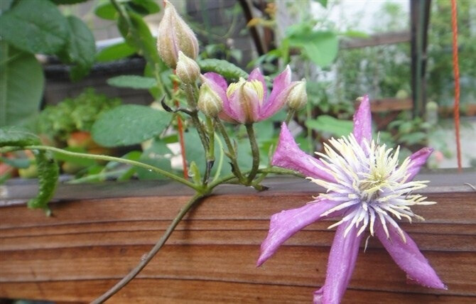 里昂村庄