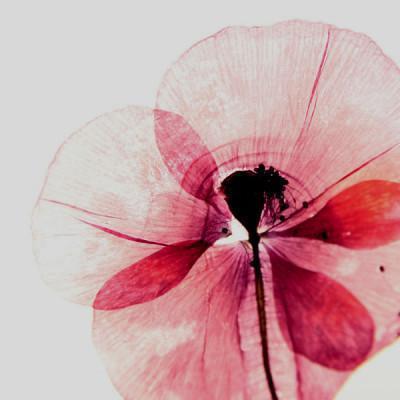 美好的人，并不是那么难遇到。难遇到的，是美好而且深爱我们的人。因为深爱，我们才得以享有体会进而理解他们的美好，他们的不为外人所知的美好。——蔡康永