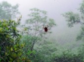 蜘蛛。江西，三清山。