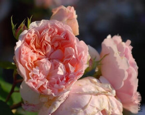 甜蜜朱丽叶（Sweet Juliet） 商用别名：AUSleap 杏色或杏色混合，灌木。 注册名称：AUSleap 展览名称：Sweet Juliet甜蜜朱丽叶 培育：**英国，大卫奥斯汀（David Austin）。 <br />类别：英国玫瑰[奥斯汀]，灌木。English Rose [David Austin], Shrub.  <br />杏色或杏色混合。强香（鲜柠檬花香）。平均直径6厘米。多季节重复开花