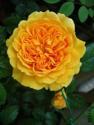 莉娅图图（Leah Tutu） 品种名称：Hornavel  类型：重复开花，灌木 中黄　色，淡香。晚春至霜冻重复开花  半光滑，中绿色叶子  高95~150厘米，宽80厘米  <br />应用于：边界花篱混合种植，花坛，盆栽