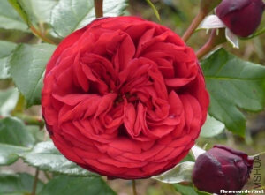 钢琴（Piano）——（德国，HT红，英式，2007） 商用别名： ? Hope and Glory  中等红色混合茶 培育：2007年德国，Christian Evers 2007年 Rosen-Tantau/Tantau Roses以名称'Piano'在德国推出。 <br />类别：混合茶Hybrid Tea. <br />红色。温和水果覆盆子香味。花瓣80至100。很全（41+花瓣），杯状，球状，老式盛开形式。多季节重复盛开。 <br />叶子有光泽，深绿色，革质叶。 <br />高度80至100厘米。