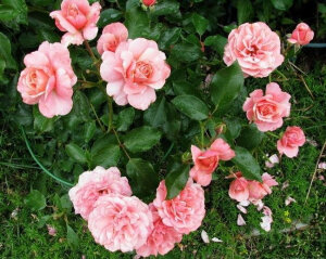 波提切利（Botticelli）——（法国，F，浅粉，2003） 商用别名：MEIsylpho 淡粉色，丰花月季 培育：2003年以前法国，Michèle Meilland Richardier   2005年Meilland International在法国以名称'Botticelli'推出。 类别：丰花月季Floribunda.  <br />浅粉色，粉红色的反向。淡香或无香。多季节重复盛开。 <br />枝条浓密。叶子小，半光泽，暗绿色