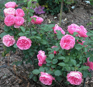 达芬奇(Léonardo da Vinci) 商用别名：MEIdeauri  浅粉色，丰花月季。  注册名称：MEIdeauri  培育：1994年法国，玫兰国际，阿兰玫兰（Alain Meilland）。  丰花月季/集群。罗曼蒂克。Floribunda / Cluster Flowered.  Romantica ?.   <br />浅粉色。温和茶香味。花瓣30至50。11.5厘米。大花，非常全面（41 +花瓣），四等分杯状形式。多季节重复开花。 高度70至150厘米，宽度90至120厘米