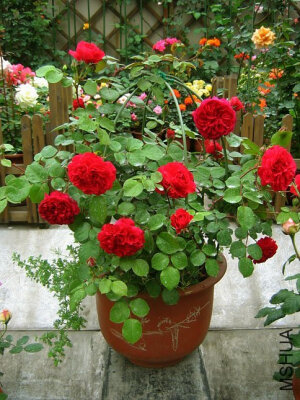 红色达芬奇（Red Leonardo da Vinci）——（法国） 颜色：暗红色ARS:（Dark red） 培育：法国玫兰国际2005年法国玫兰国际Meilland International以红色达芬奇（Red Leonardo da Vinci）名称推介。  暗红色。适度的花香。 花瓣90至100。平均直径为7厘米。中等，非常完整（41 +花瓣）小集群，四等分开花的形式。多季节重复盛开。  高60至100