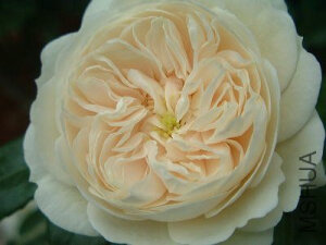 麦克米兰护士（Macmillan Nurse） 商用别名：BEAmac  白色近白色或白色混合，灌木。  注册名称：BEAmac  展览名称：Macmillan Nurse麦克米兰护士  培育：1998年英国阿曼达比尔斯（Amanda Beales）。  <br />类别：灌木Shrub。  <br />白色或白色的混合。 <br />强烈的香味。 <br />花瓣41。平均直径10厘米。大，老式盛开形式。 <br />多季节重复开花。  <br />高90厘米宽90厘米