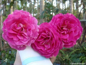 蓝色奥塔(Outta The Blue）——（美国，灌木，粉，2000） 商用别名：WEKstephitsu 粉色混合，灌木 注册名称：WEKstephitsu   培育：2000年美国，Tom Carruth,  类别：灌木，Shrub.   <br />粉红色混合。强丁香、香料的香味。花瓣40至50个。双瓣，平均直径11厘米，中等集群花。多产，多季节重复盛开。枝条蔓延，直立 <br />高度90至150厘米