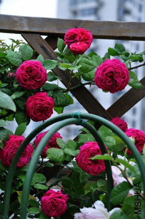 闪电(Eclair) ——(法国，英式，红色，1883) 商业别名：Gartendirektor Lauche 深红色杂交常青月季 注册名称：éclair 培育者：Fran&ccedil;ois Lacharme (France, 1883) 分类：杂交常青月季Hybrid Perpetual  <br />红色，适度花香,大花,极度重瓣，很全很饱满的花型，杯状,集群开花,四季开花. <br />高度：100 to 200 cm， 宽度：60 cm