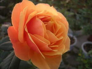 回眸（About Face）——（美国，GR橙色,2003） 商用别名： Pride of Cheshire WEKosupalz（WEKsupalz） 橘色混合大花月季 橙色混合，背面颜色较深，橙红色背面。轻度到强苹果香水。 花瓣26~30日。平均直径10厘米。中等，全（26-40花瓣），小群簇花，杯状，球状，老式。多季节重复盛开。 <br />枝条高大，多刺，直立，分枝良好。叶子大，半光泽，暗绿色。  <br />高度：150-185厘米