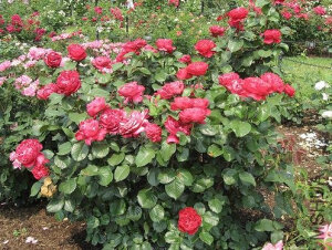 茶花女（Traviata） 商用 MEIlavio；MEIviola；Xaviere  暗红色，混合茶。 注册名称：MEIlavio，MEIviola 培育：1997年法国玫兰国际，阿兰玫兰（Alain Meilland） 混合茶/大花。罗曼蒂克。Hybrid Tea / Large-Flowered.  Romantica ?. 暗红色。强苹果香味。花瓣41至80。平均直径9厘米。大花双瓣，四等分杯状形式。多季节重复开花。  <br />直立。光滑、深绿色叶子，茂密。 高60至150厘米