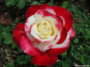 红双喜（Double Delight ）——（美国） 商用别名： ANDeli 红色混合，杂交茶香 注册名称： ANDeli 展览名称：Double Delight &reg; 培育：1977年美国A.E. & A.W. Ellis /Herbert C. Swim  <br />类别：杂交茶香Hybrid Tea.   <br />红色和白色，红色边缘。强香料香味，花瓣30.平均直径12厘米。高中心，多季节重复盛开。 <br />中绿色叶子。高度90-150厘米，宽度60--150厘米