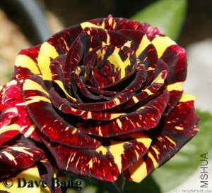 流星雨（Abracadabra）——（德国） 商用别名： Forkasu Porkasu KORhocsel 红色混合，混合茶。 展览名称：Abracadabra魔咒  <br />培育：2002年德国，W. Kordes & S**。  <br />类别：切花约计/混合茶/大花。  <br />黄　色和红色的条纹。花深红色/柠檬黄　色条纹棕色。平均直径7厘米。中等，双（17-25花瓣）盛开形式。多季节重复盛开。  <br />高度80厘米