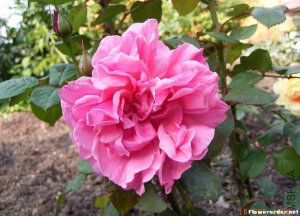 丽娜雷诺 （雷纳德/Line Renaud/Inclus）——（美国，深粉HT，2006）深粉红色，混合茶 注册名称：MEIclusif 展览名称：Line Renaud &reg; 培育：2008年美国，William J. Radler  梅昂国际（Meilland International） 以名称'Forget-Me-Not'在法国推出。 类别：混合茶Hybrid Tea.  <br />绯红色。强柑橘香。花瓣50至55。平均直径10厘米。杯状，多季节重复盛开。枝条直立。叶子灰绿色。 <br />高度80至150厘米