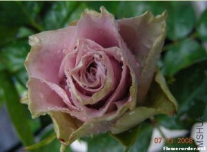 荷兰老人（OLD DUTCH）——（荷兰） 商用别名：SPEfunky 粉红色混合，丰花月季 培育：2006年荷兰，Jan Spek Nurseries 2006年Jan Spek Rozen BV 在荷兰以名称'Old Dutch'推出。 类别：丰花月季，花店月季Floribunda, Florists Rose.   <br />粉红色混合。花瓣外缘绿色。花瓣30至35。平均直径为8厘米。 <br />高度：150至190厘米。