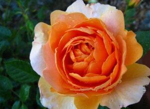 金佛（Golden Buddha）——（美国，杂交硕苞，橙，英式，2005） 商用别名：Ardestiny 杂交硕苞月季  展览名称：Golden Buddha 培育：2005年美国，Paul Barden  橙色和黄　色。强杏或桃水果花香，茶的清香。花瓣45至90。平均直径9厘米。中等大，非常双（41 +花瓣），簇花，杯状到平坦，老式盛开形式。多季节重复盛开枝条短，结构紧凑，密集，分枝好。叶子中等，有光泽，暗绿色。