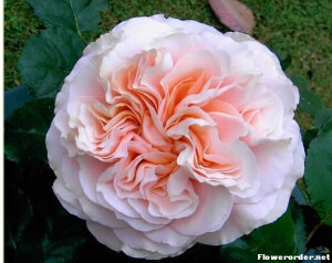 结婚蛋糕 （Wedding Cake注册名称：Morcake 展览名称：Wedding Cake 类别：丰花Floribunda.   白色或白色混合。白色/粉红色，逐渐成为绿色/白色，淡粉色至白色的背 面。无/无香味。花瓣150。平均直径8厘米。中等，全（41 +花瓣），簇花 小群，四等分形式。多季节重复盛开。 <br />枝条浓密，紧凑，直立。叶子中等，半光泽，中绿，枝叶茂密。  <br />高度60至120厘米，宽度6