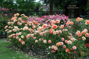 铜管乐队（Brass Band）——（美国）  商用别名：JACcofl  杏色或杏色混合，丰花月季。  注册名称：JACcofl  展览名称：Brass Band（铜管乐队） 培育：1993年美国，Jack E. Christensen。  <br />丰花月季/集群Floribunda / Cluster Flowered.。  <br />杏色或杏色混合。温和的大马士革香味。花瓣30至41。平均直径7厘米。 <br />大花，全（26-40花瓣）盛开形式。多季节重复开花。  <br />高度90至100厘米。