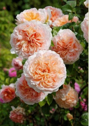 奥雄（Oshun）——（美国，灌木，杏，英式，2004）.  商用别名：ARDorisha 杏色或杏色混合，灌木 注册名称：ARDorisha 展览名称：Oshun 培育：2004年美国，Paul Barden   <br />2004年The Uncommon Rose在美国以名称'Oshun'推出。 <br />类别：灌木Shrub <br />杏色和杏色混合。浓烈的香味。花瓣60-80个。平均直径10厘米。双瓣 <br />（41+花瓣），小簇花形式。多季节重复盛开。 <br />枝条中等，浓密的。叶子中等，有光泽，深绿色。 <br />高度120到215厘米。