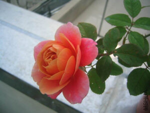 遥远的鼓声（DISTANT DRUMS）——（美国，灌木，紫红，1984） 紫色或紫色混合灌木 注册名称：Distant Drums 1984年美国，Dr. Griffith J. Buck 类别：灌木Shrub.  Buck Roses Collection.   6 M$ J" H9 r0 W& x5 p紫红色或紫色混合。茴香，没药香味。花瓣40。球 <br />状盛开，多季节重复盛开。 <br />高度90至120厘米。