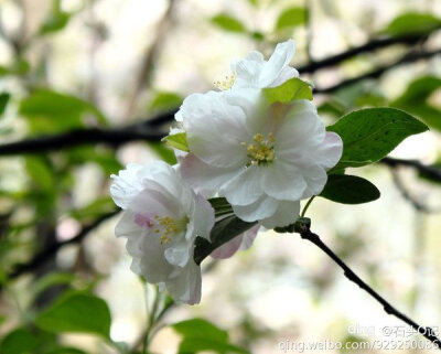 樱花节西安交大赏樱花