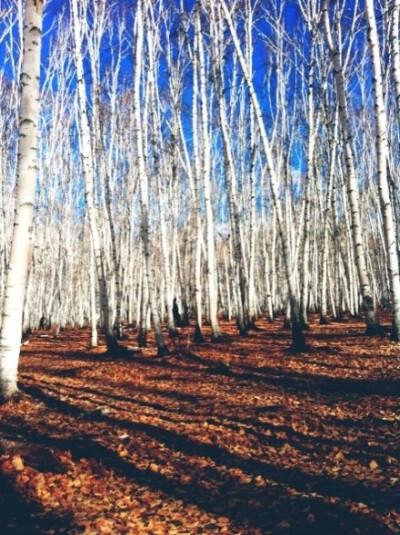 最感动的地方就是白桦林，你进去随时可以想象自己就是精灵。再冷点估计就感觉在纳尼亚传奇里了。你们喜欢白桦林吗？