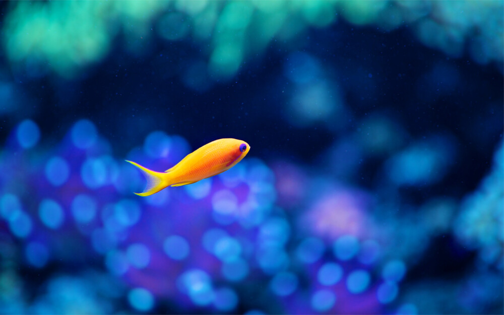 水中的黄色鱼，模糊蓝色背景 壁纸 - 2560x1600