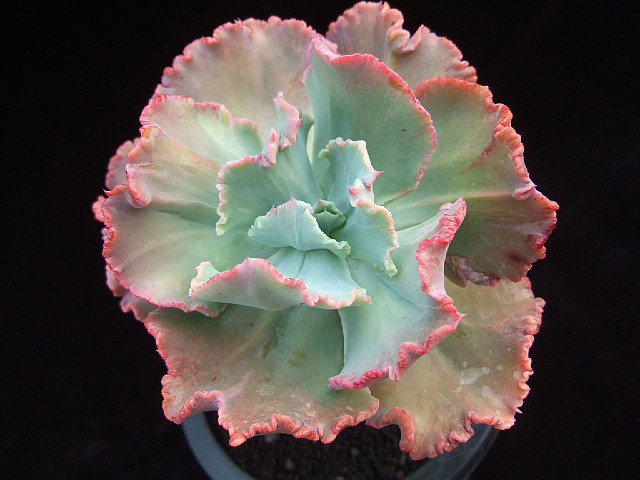 Echeveria 'Harry Butterfield'