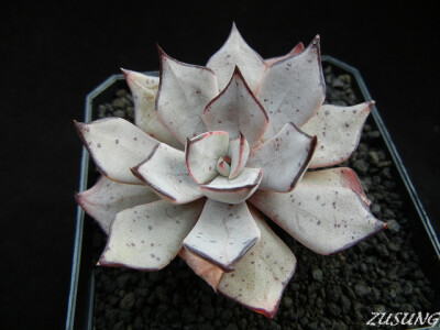 Echeveria strictiflora v. nova