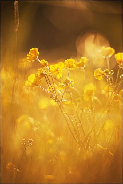  PhotographGoldenfl...-菽菽豆豆采集到这个现实的花花世界