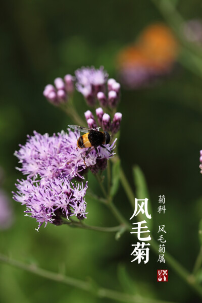 风毛菊