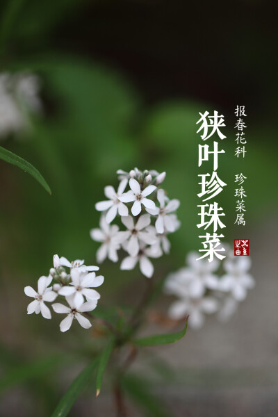 狭叶珍珠菜