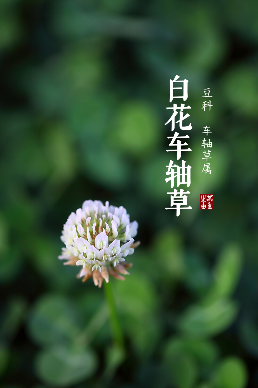 百花车轴草