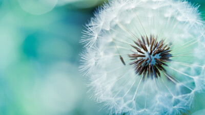 close-up blue nature flowers macro dandelions depth of field Samsung Galaxy SIII / 1920x1080 Wallpaper