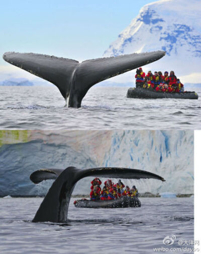 【南极游客近距离遭遇座头鲸】7日，南极半岛，就在这艘小旅游艇旁边数米处，一头正在潜水的座头鲸的尾巴冲出海面，对于这艘小艇上的游客来说，目睹这一场景可算是这趟旅行的意外惊喜。另一艘船上的加拿大摄影师托尼·…