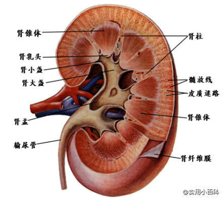 唯一有能力让时间扭转、青春永在的器官是肾脏。【肾脏出问题是相关症状】：小便频繁、腰膝酸软，智力衰退，耳鸣，头发早白脱落，毛孔粗大，皮肤松垮，黑眼圈，嘴唇周围的肤色发暗。【如何保养】1.保暖。2.多吃栗子、核桃、银杏、杏仁、煮花生、芡实、黑豆、木耳、海带、乌鸡、香菇、豆豉