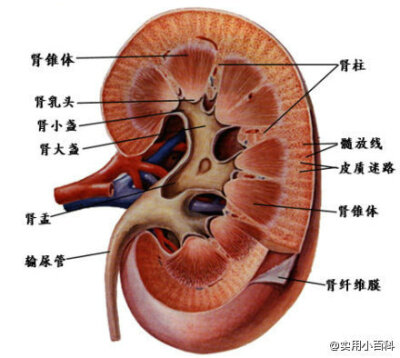 唯一有能力让时间扭转、青春永在的器官是肾脏。【肾脏出问题是相关症状】：小便频繁、腰膝酸软，智力衰退，耳鸣，头发早白脱落，毛孔粗大，皮肤松垮，黑眼圈，嘴唇周围的肤色发暗。【如何保养】1.保暖。2.多吃栗子、…