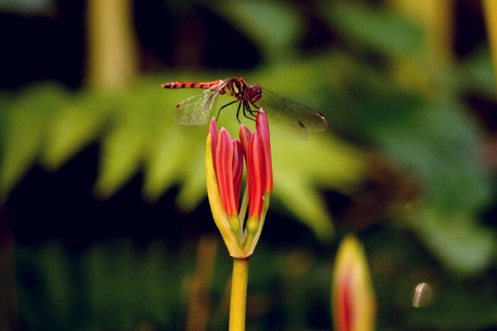 奈良县明日香村 彼岸花苞上的蜻蜓 摄影by Maru 堆糖 美图壁纸兴趣社区