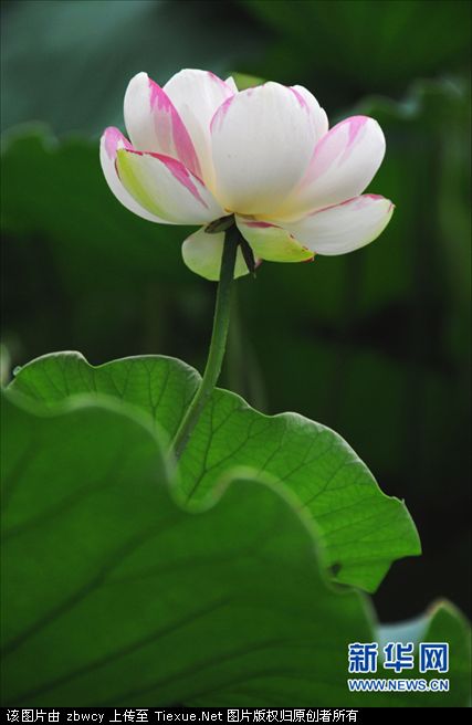 红白莲花共塘开，两般颜色一船香。恰如汉殿三千女，半是浓妆半淡妆