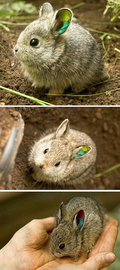 小萌物！原产于西北太平洋哥伦比亚盆地的侏儒兔