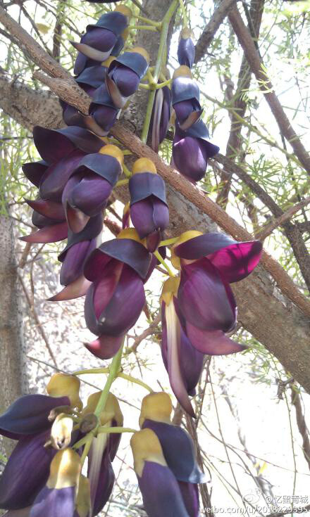 自种天然：禾雀花，深紫色花的，好像是常绿油麻藤(M·sempervirens)，为蝶形花科油麻藤属木质藤本植物。(有多种颜色)