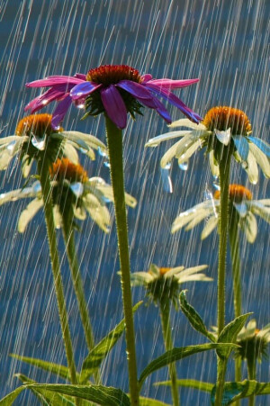 Summer Showers