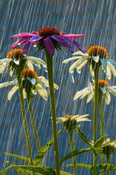 Summer Showers