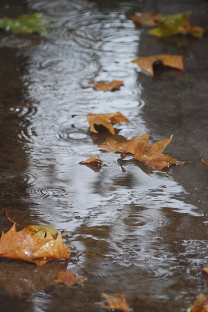 By “Le pot-ager PC KC”-Chemin de pluie...重发，来张大些的~