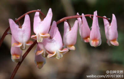 兜状荷包牡丹，学名：Dicentra cucullaria。花型颇似倒挂著的荷兰人马裤，故俗名荷兰人灯笼裤，常见品种是白色花。这个粉色花的，更有了一番暧昧的味道~ { 摄影：khteWisconsin }