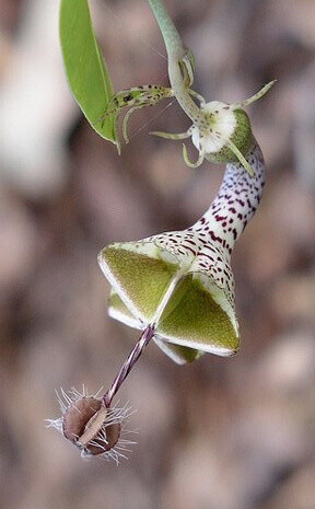 降落繖花學(xué)名為“Ceropegia woodii”。這種奇異植物的花朵呈現(xiàn)降落繖形狀，內(nèi)部的花瓣好像燈絲一樣連接四周，花朵中心就像是一根毛茸茸的棒棒糖從內(nèi)部伸出。整個花朵收攏起來就會形成一個管狀物，邊緣有許多細(xì)小的茸毛向外伸展。當(dāng)有昆蟲被花朵的氣味吸引而來時，就會被管狀物包裹其中，從而成為降落繖花的營養(yǎng)餐。不過，降落繖花從來不吃蒼蠅。當(dāng)蒼蠅飛來時，降落繖花會將其包裹於花朵中，直到茸毛最終鬆開，蒼蠅才可得以逃脫。當(dāng)蒼蠅飛走時，它也帶走了降落繖花的花粉。蒼蠅只是它們傳粉的工具而已。