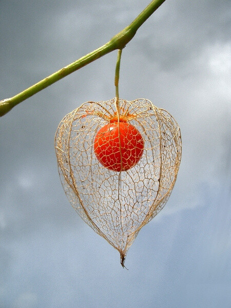 紅菇蔦