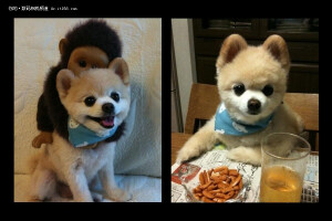 俊介君（SHUNSUKE）：是Twitter上最流行的偶像犬，是哈多利系博美犬（即俗称英系博美），因为在网上卖萌而走红网络。