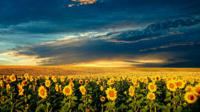 http://www.cool-wallpapers.us/rwx/sunflowers_field_547_1366x768.jpg