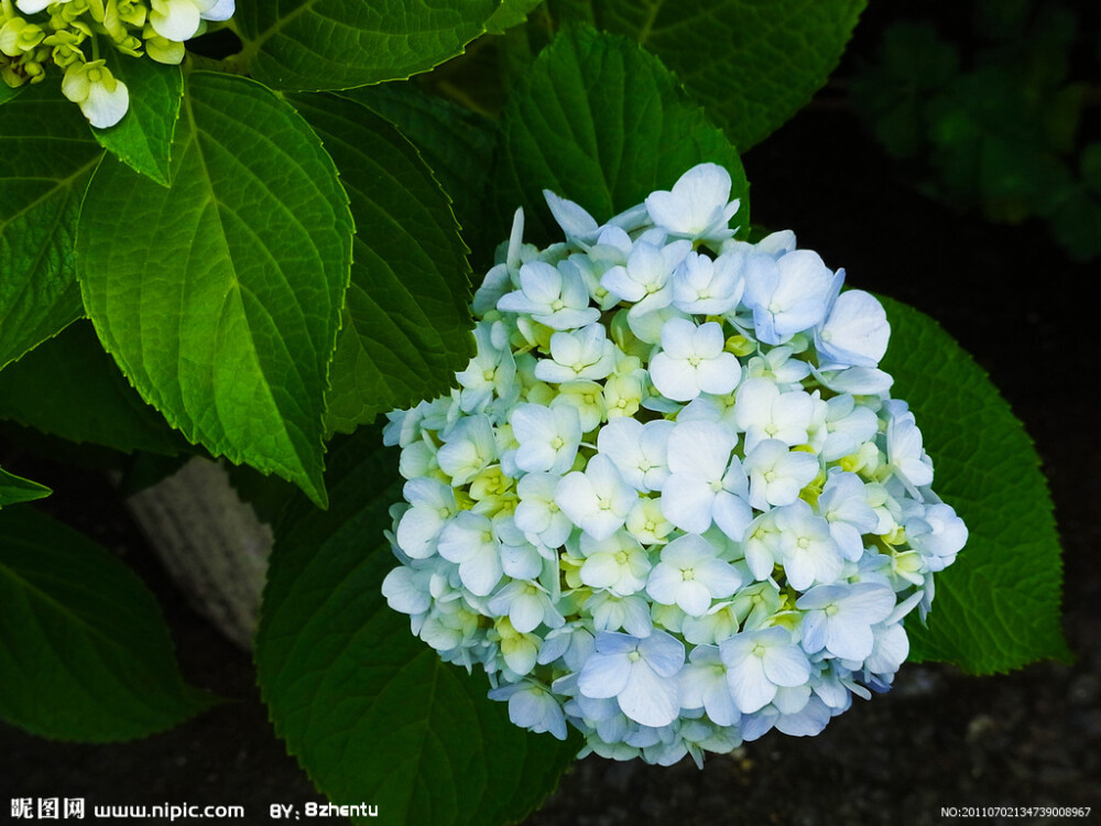 绣球花